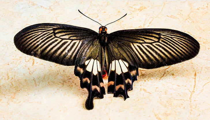 пеперуда, насекоми, пеперуда - насекоми, природата, животните, животински крило, макрос