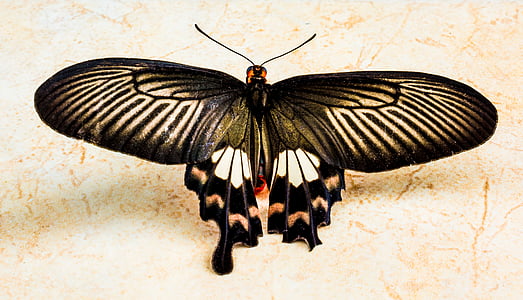 motýľ, hmyzu, motýľ - hmyzu, Príroda, zviera, zvierat krídlo, makro
