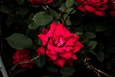 rot, petaled, Blume, Blumen, Natur, Blüten, Filialen