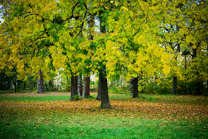 autumn, wood, foliage, red, yellow, seasons, garden