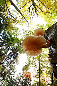 mushroom, autumn, agaric, nature, forest, tree, growth