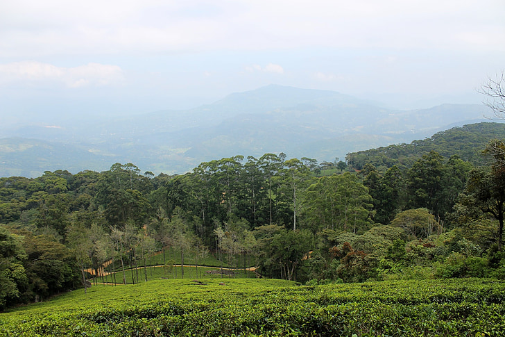 Tea estate, plantáž, čaj, Realitní, zelená, krajina, úbočí