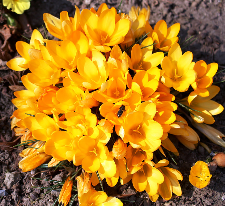 flowers, crocus, yellow, hoverfly, park, spring