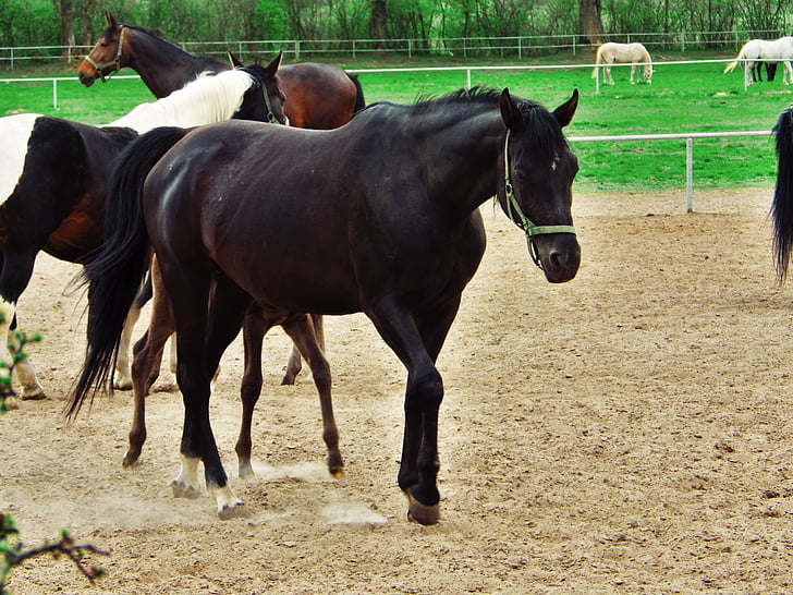 paard, Arabisch paard, voorraden