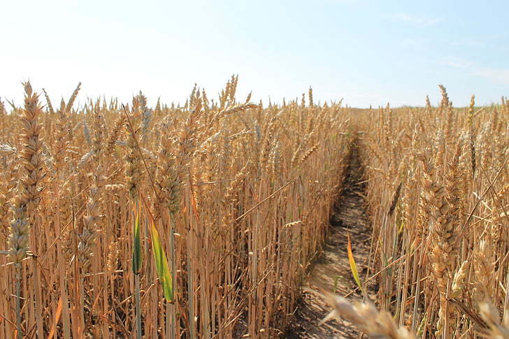 corn, harvest, grains, field, kłos, fields, the cultivation of