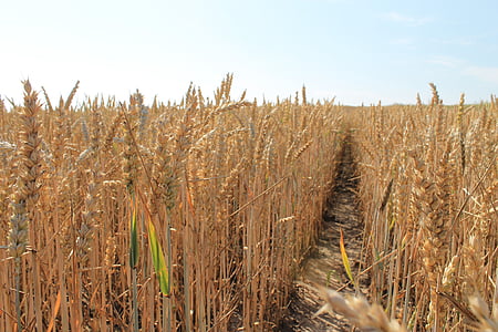 corn, harvest, grains, field, kłos, fields, the cultivation of