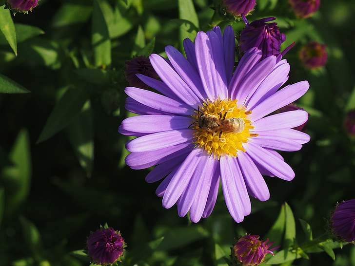 fleur, insecte, nature, abeille, animal, macro, fleurs violettes