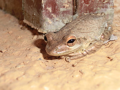 frog, amphibians, animal, toad, cuba, amphibian, wildlife