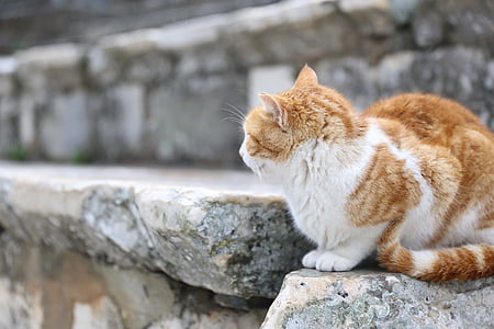 chat, gingembre, les ruines, monuments