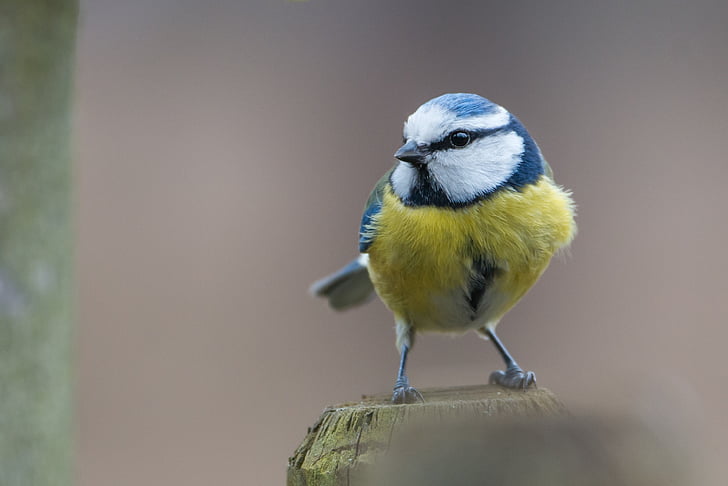 tit blu, uccello, Paridae, Cyanistes caeruleus, Songbird, natura, fotografia naturalistica