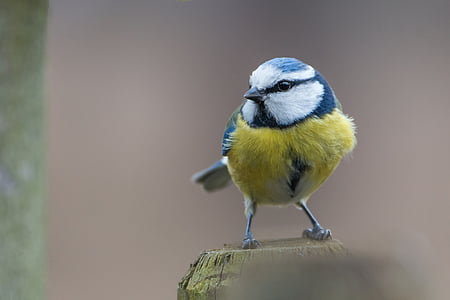 tit blu, uccello, Paridae, Cyanistes caeruleus, Songbird, natura, fotografia naturalistica