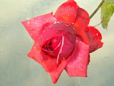 rose, red, dew, flower, petals, drops, water