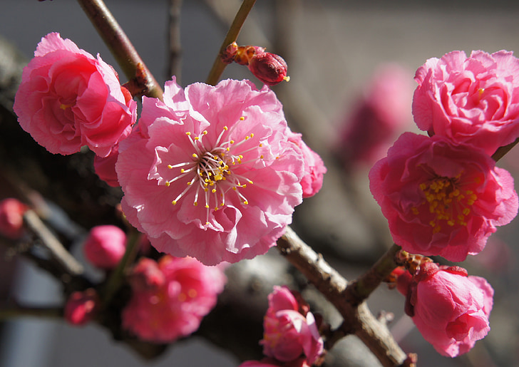 cherry blossom, flowers, spring, spring flowers