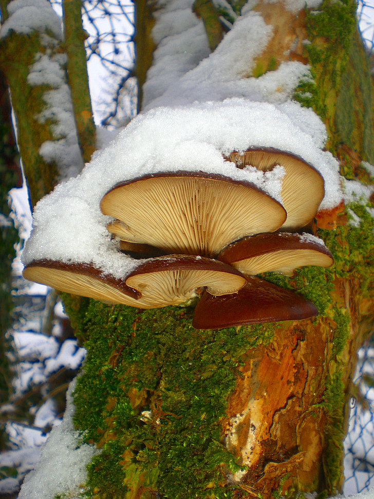 гриби, дерево грибів, гриби на дереві, дерево, плем'я