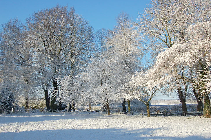 winter, snow, trees, white, blue, cold, sky
