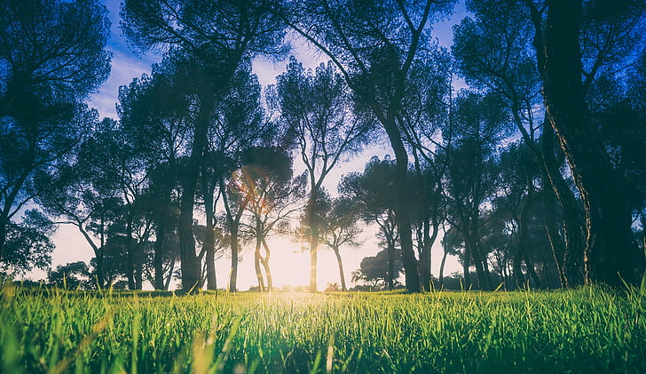 landscape, trees, grass, lawn, sunrise, morning, sunlight