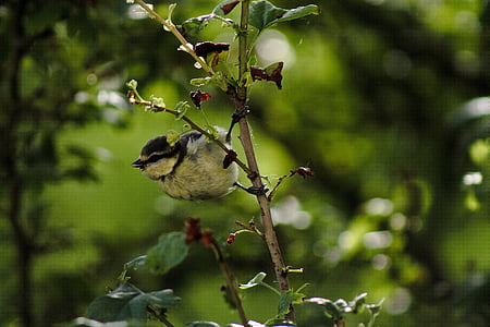 ocell, Mallerenga, natura, petit ocell, fotografia de la natura, branca, arbre