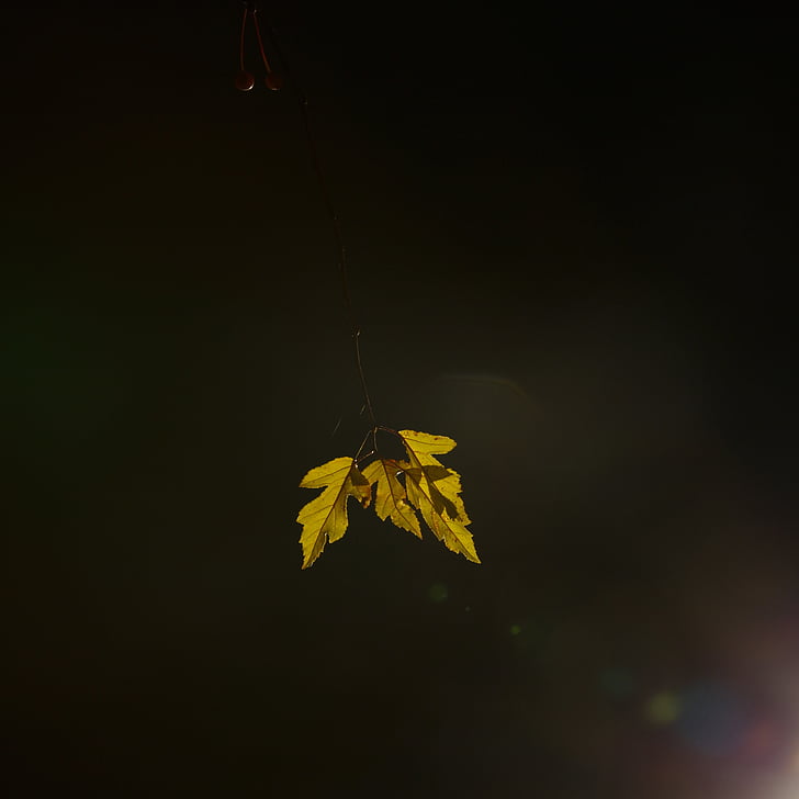 leaf, light, natural, green, outdoor, night photography, denmark