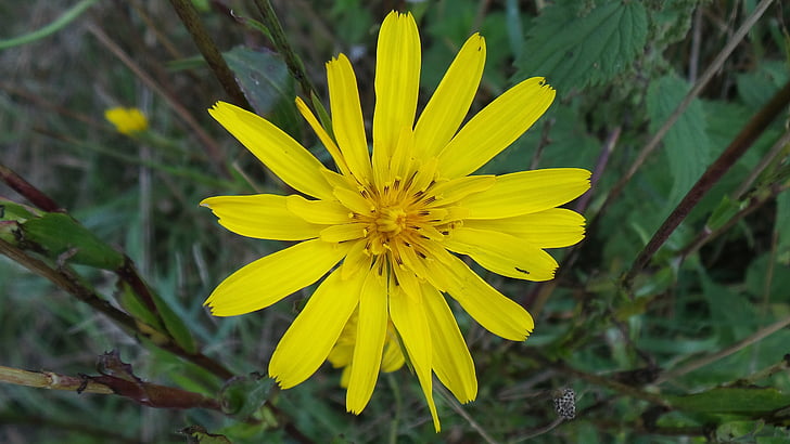 Αγριολούλουδο, Κίτρινο, λουλούδια, φυτό, κίτρινο λουλούδι