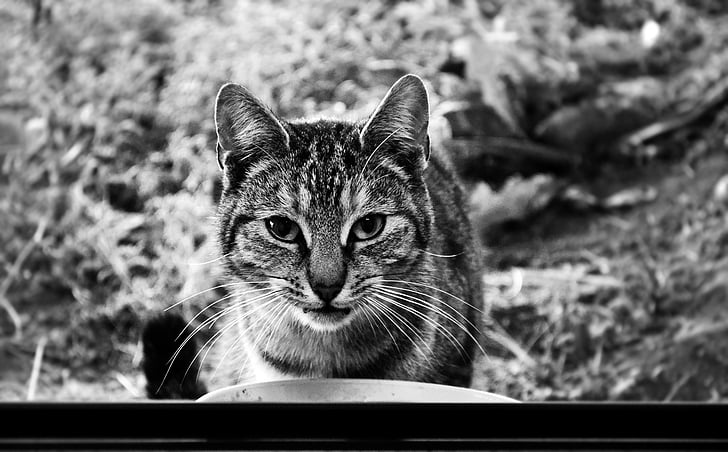 cat, whiskers, animals, black and white
