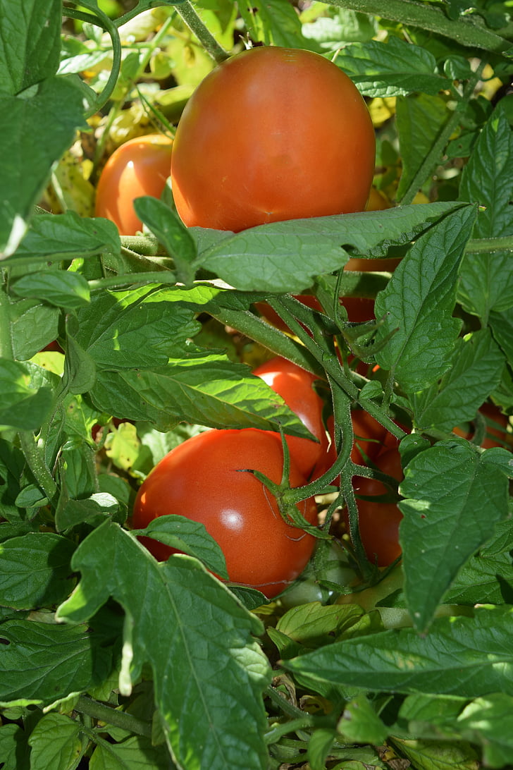 tomate, rouge, vert, mûres, immatures, légume, alimentaire