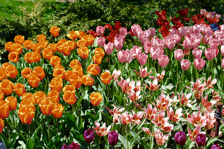 Tulip, våren, Blossom, blomst