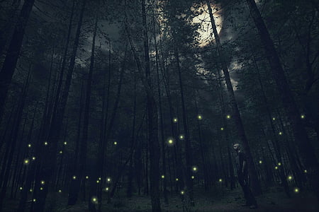 Fantasy, månen, natt, jungelen, mørk, natur, skog