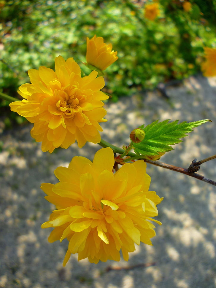 boglárkacserje, giallo, fiore, Jardin des plantes, luce del sole, fogliame, ramo