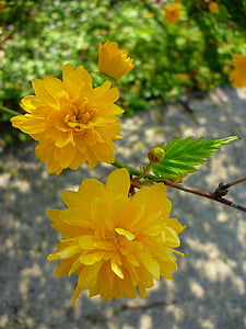 boglárkacserje, Κίτρινο, λουλούδι, βοτανικό κήπο Jardin des plantes, ηλιακό φως, φύλλωμα, υποκατάστημα