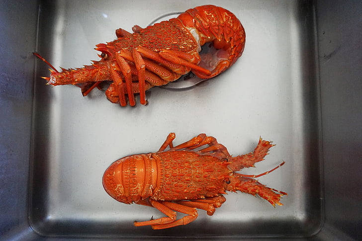 crayfish, cooked, sink, shellfish, seafood, claw, food