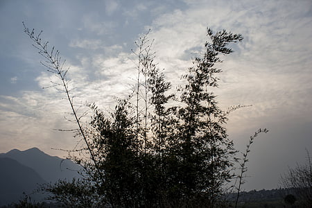 bambbo bush, Cloud, západ slnka, Sky, Príroda, rastliny, kefa