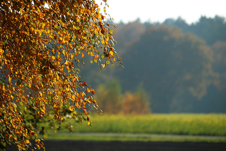 toamna, frunze, pădure, culori de toamna, frunze de toamna, toamna de aur