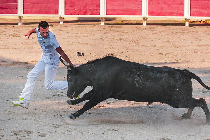 raseteur, Camargue verseny, bika, fekete, Horn, szarvasmarha, állat