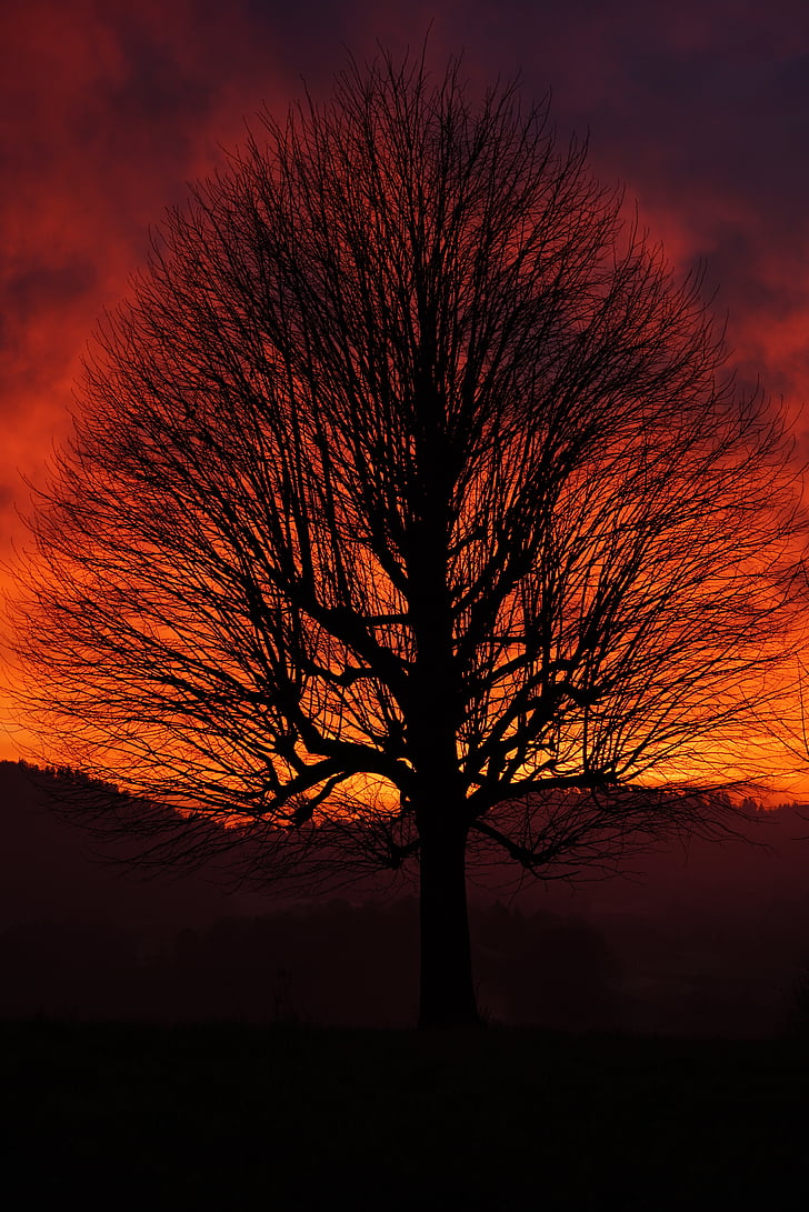 single tree, solitary tree, sunset, tree, aesthetic, branches, tribe