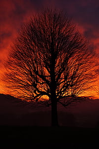 singolo albero, albero solitario, tramonto, albero, estetica, rami, tribù
