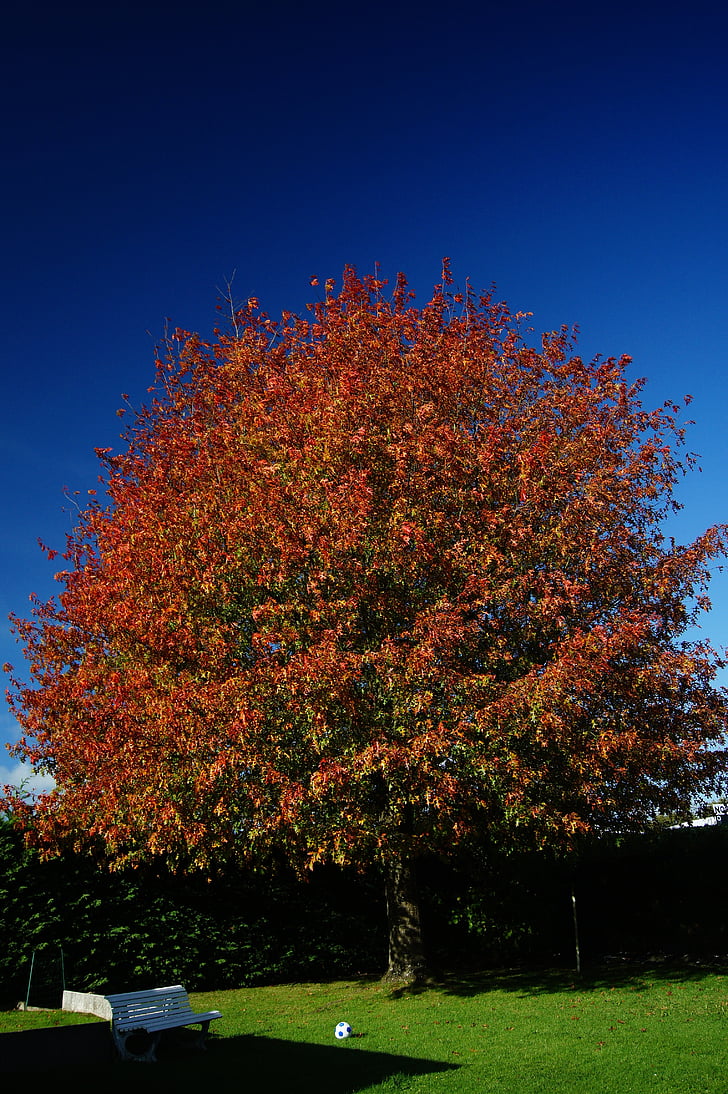 without filter, with no adjustments, tree, fall, natural, colors, flamboyant