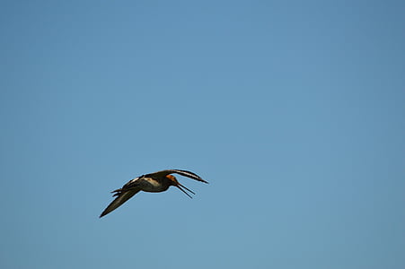godwit, 새, 봄, 자연, 동물, 네덜란드, 비행