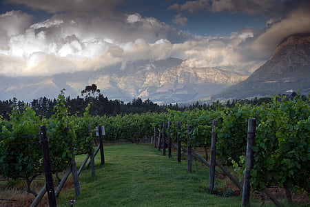 ainava, kalni, vīna dārzu
