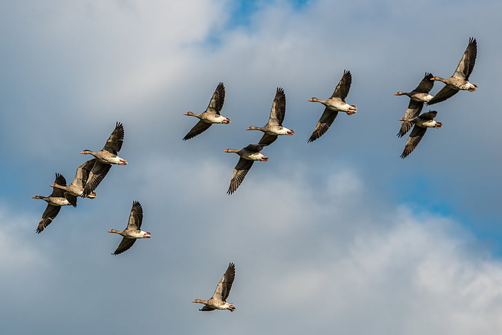 grey geese, bird flight, flight, fly, birds, wing, geese