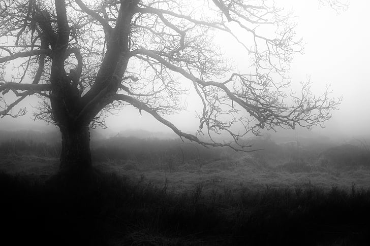 fog, autumn, mystical, weather mood, mood, nature, atmosphere