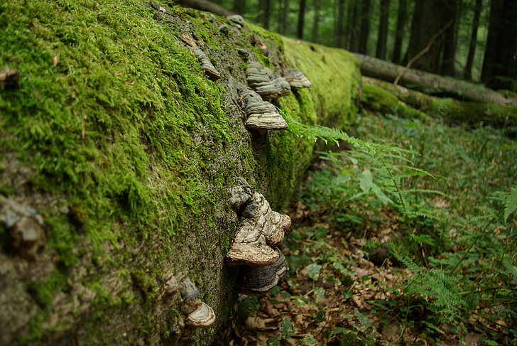 tree, tree fungus, green, beech, forest, moss, mushrooms