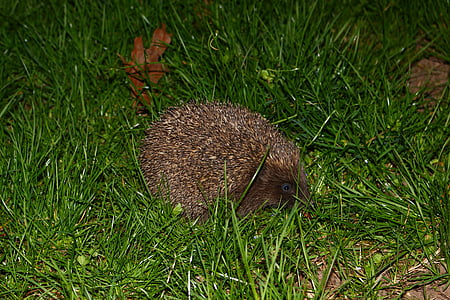 hedgehog, grass, nature, wildlife, mammal, one animal, animal themes