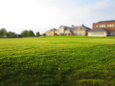 zielony, trawa, pole, obok, brązowy, biały, budynki