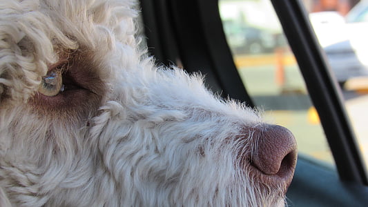 gos, finestra de cotxe, cara de gos, animal, cadell, animal de companyia, gos en el cotxe