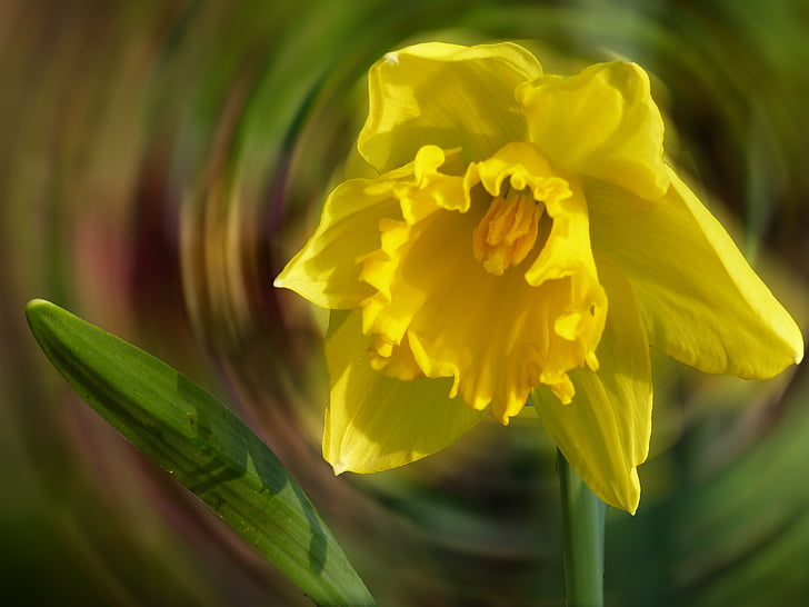 Daffodil, Blossom, Bloom, våren, trädgård