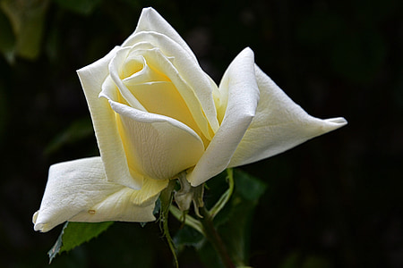 a crescut, alb, floare, floare, Trandafirul alb, natura, petale