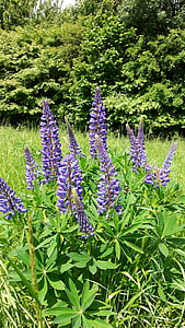 plant, flowers, lupins