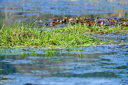 grass, water, blue, mirroring, lake, bank, nature