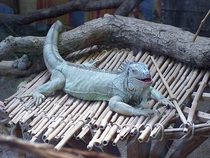 Iguana, zoologijos sodas, gyvūnai