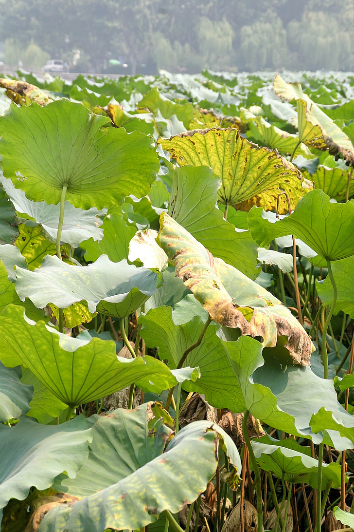 lotus, water rose, pond plant, aquatic plant, water lily, nuphar lutea